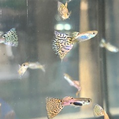 【ビッグドーサル、ビッグテール】ブルーグラス　レッドグラスの画像