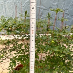 植物…ドウダンツツジの画像