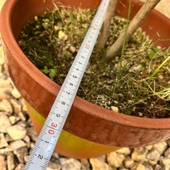 植物…ドウダンツツジの画像