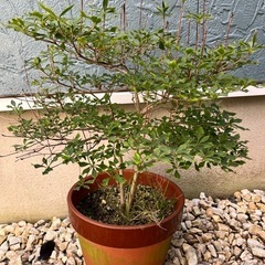 植物…ドウダンツツジ