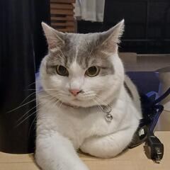 行く場所がない猫ちゃん