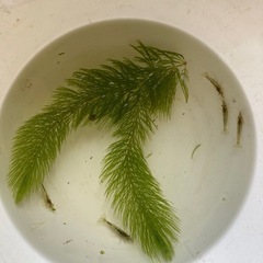 メダカ・エビ・水草セット⭐︎ビオトープに⭐︎