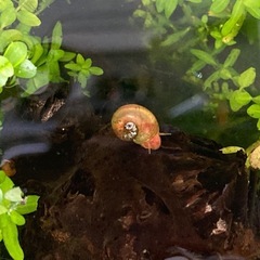 メダカ・エビ・水草セット⭐︎ビオトープに⭐︎の画像