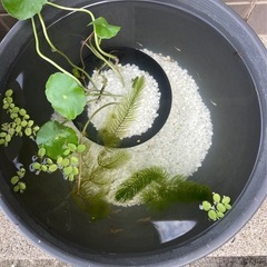 メダカ・エビ・水草セット⭐︎ビオトープに⭐︎の画像