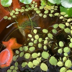 
めだか　稚魚の画像