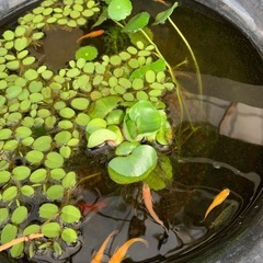 
めだか　稚魚の画像