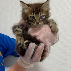 子猫