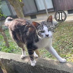 大人猫7匹？子猫2匹【野良猫で警戒心かなり強いです】