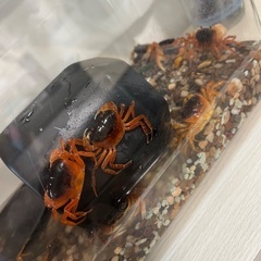 サワガニ　1匹10円（1匹から7匹）