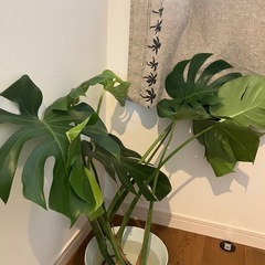 大きい葉のモンステラ♥根っこ付き

