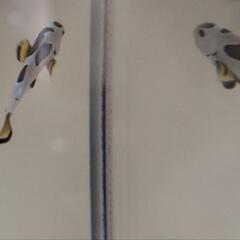 海水魚　オレンジストームの画像