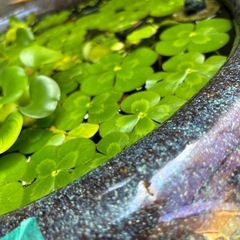ウータークローバー🌱一株🌱メダカの所に入れてます🩷決まりました🩷