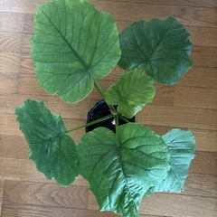 観葉植物　ウンベラータの画像