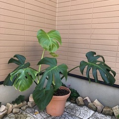 モンステラ祭り③ 観葉植物⑧