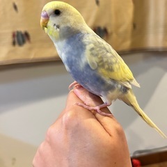 6月17日セキセイインコを探しています。