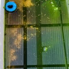 メダカの画像