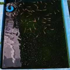 メダカの画像