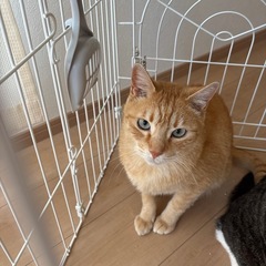 家族にアレルギーが