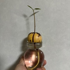 英語を教えていただきたいです。