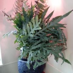 観葉植物　陶器（?）鉢