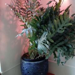 観葉植物　陶器（?）鉢の画像