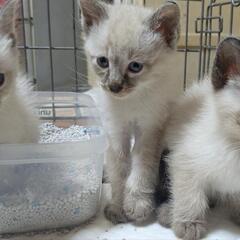 🍀子猫だらけの譲渡会・２回目🍀