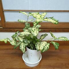 ドラセナ　観葉植物