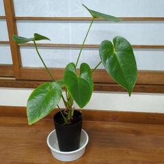 アンスリウム　観葉植物