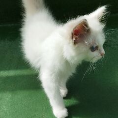 生後３〜４ヶ月のラグドール女の子