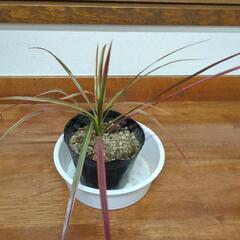 コンシンネ　観葉植物