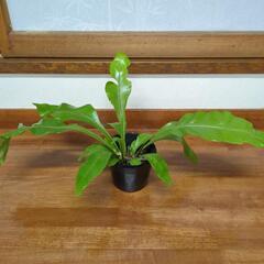 観葉植物
