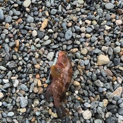 捌く(下手)、食べるが好きで釣りをしてます笑 - 友達