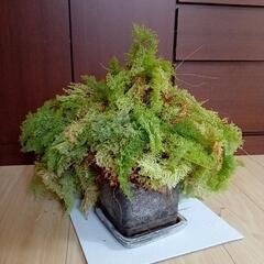 シダの仲間