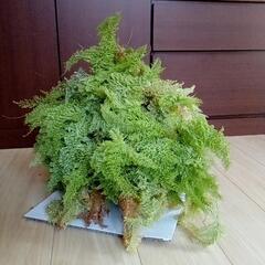 シダの仲間の画像