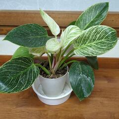 フィロデンドロン　バーキン　観葉植物