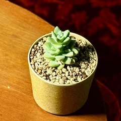 観葉植物　エケベリア　高さ10cm　2号の鉢と付き