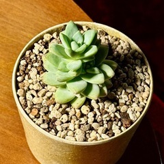 観葉植物　エケベリア　高さ10cm　2号の鉢付きの画像