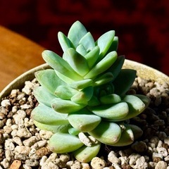 観葉植物　エケベリア　高さ10cm　2号の鉢付きの画像
