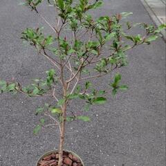 ミラクルフルーツ鉢植えの画像