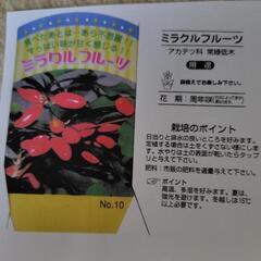 ミラクルフルーツ鉢植えの画像
