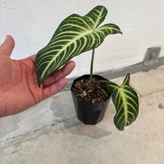 観葉植物・アロカシア［３０センチ］の画像