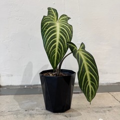 観葉植物・アロカシア［３０センチ］