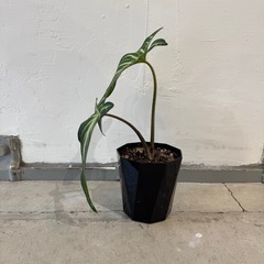 観葉植物・アロカシア［３０センチ］の画像