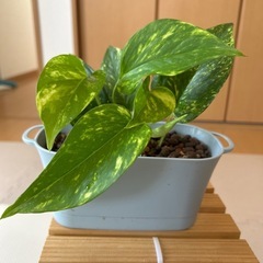 ポトス
