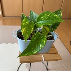 ポトスの画像