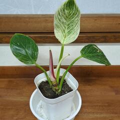 セール品◆フィロデンドロン　バーキン　観葉植物
