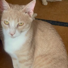 オス猫