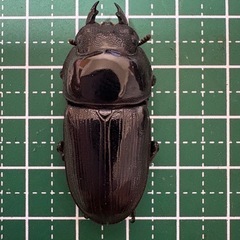 【受付終了!】【新成虫】オオクワガタ♀（39.5mm）-31