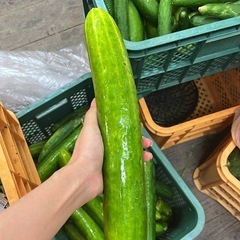 きゅうり
