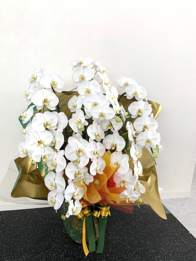 【大特価】お祝い花5個！！胡蝶蘭など